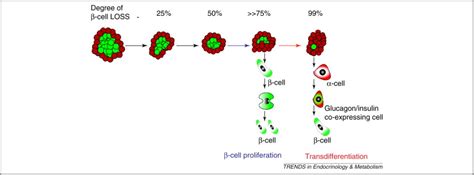 β-Cell regeneration: the pancreatic intrinsic faculty: Trends in ...