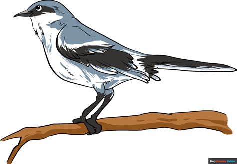 How to Draw a Mockingbird - Really Easy Drawing Tutorial