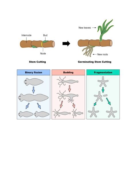 BioNinja IB Biology Notes For Binary Fission, Fragmentation and Budding ...