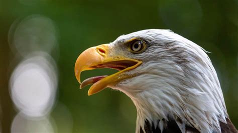 Eagle Names (257 Best, Good, & Cool Name Ideas)