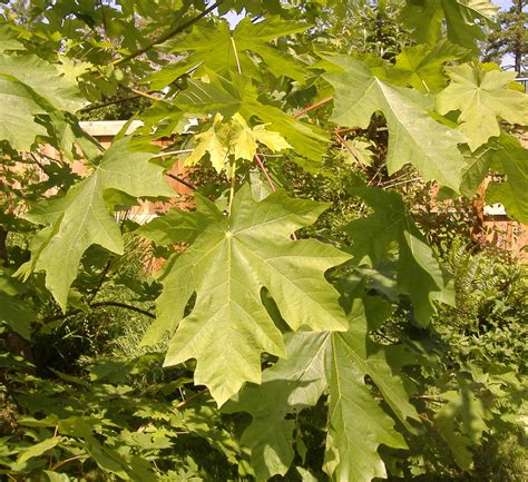 Bigleaf maple | Green Admiral Nature Restoration