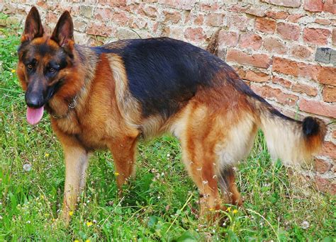 Deutscher Schäferhund Rasseportrait | markt.de