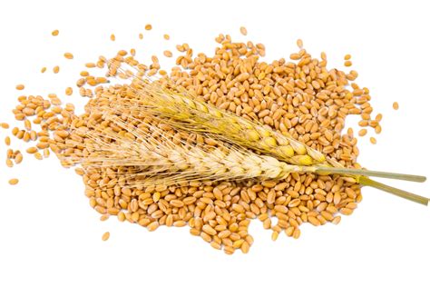 Barley Wheat Plant Cereal Grain Photo, Barley, Plant, Wheat PNG ...