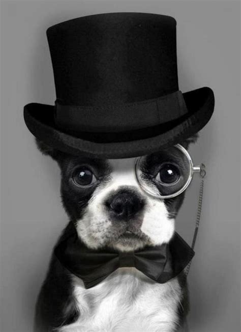 Boston Terrier in a Top Hat. | Rudy's favorites | Pinterest