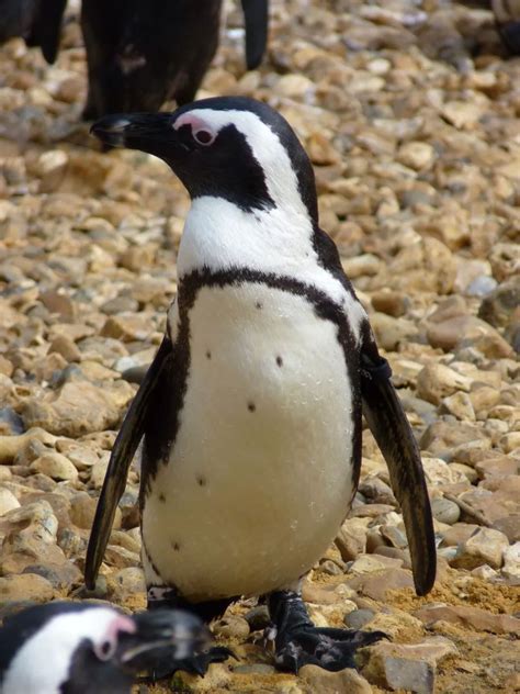 Penguins at Birdworld Farnham - Surrey Live