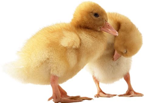 two cute little Ducklings PNG Image - PurePNG | Free transparent CC0 PNG Image Library