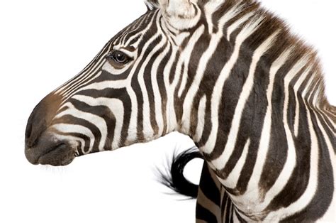 Premium Photo | Zebra on a white isolated