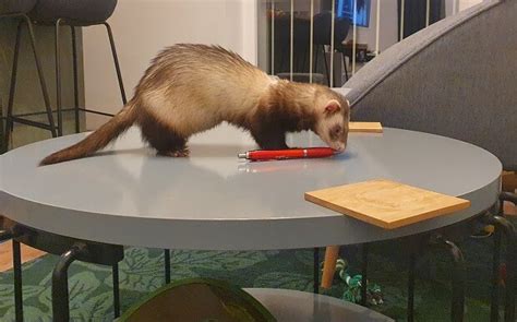 Why Ferrets Steal/Stash Things & What Can You Do About It?