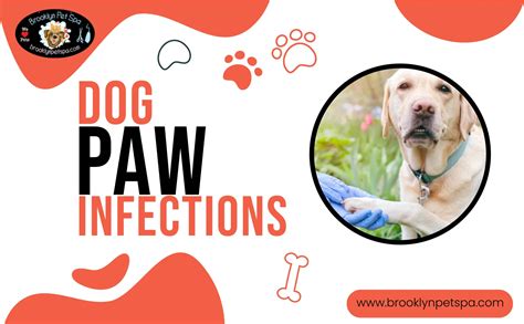 11 Dog Paw Infections - Causes, Symptoms, and Treatments