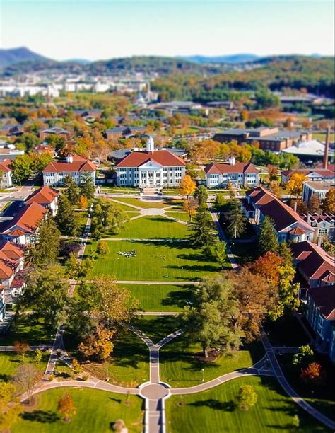 Trees@JMU | Mikaela Schmitt-Harsh