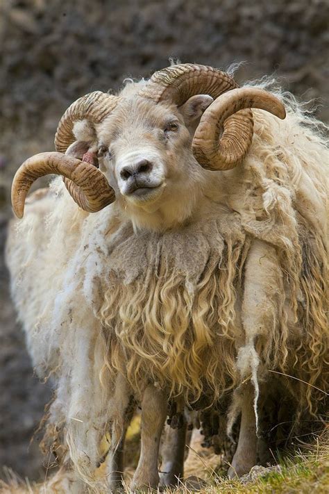 Icelandic sheep, southern Iceland | Animals beautiful, Animals, Goats