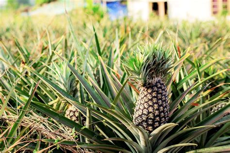 Premium Photo | Pineapple on tree with sunlight in farm.