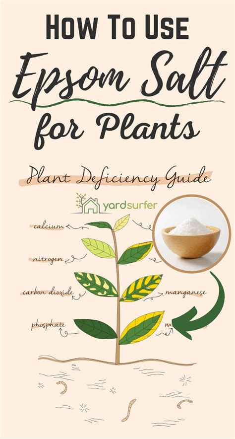 Epsom Salt for Plants: Complete Guide | Yard Surfer | Epsom salt for plants, Plants, Epsom salt