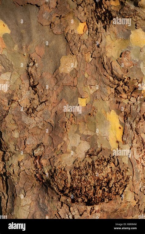 London plane tree bark hi-res stock photography and images - Alamy