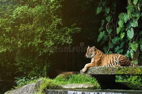 Bengal Tiger in forest stock image. Image of animal - 125568277