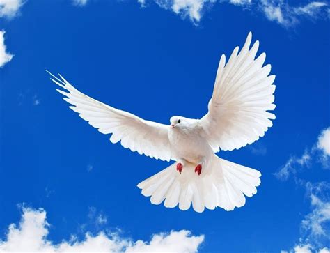 Free Dove, Download Free Dove png images, Free ClipArts on Clipart Library