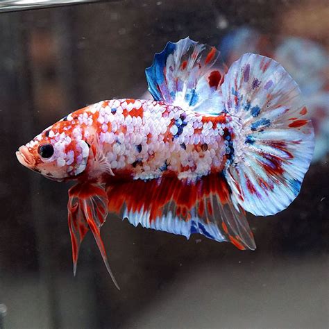 Koi Betta Fish: Complete Guide - fishtankauthority.com