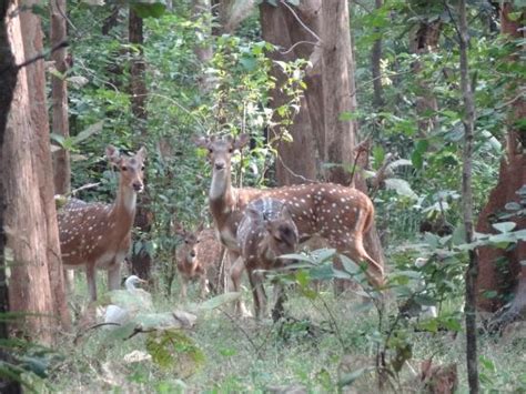 Barnawapara Wildlife Sanctuary (Mahasamund District) - 2020 All You ...