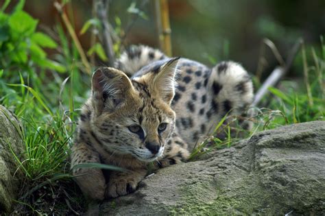 Savannah Cats vs. Servals: They're Not the Same! • Earth.com