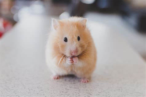 Small Animal Enrichment Outside of the Cage - Ontario SPCA and Humane Society