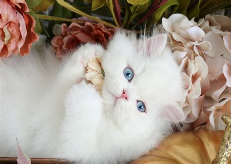 White Persian Kittens | White Persian Cats | Pure White CatsUltra Rare Persian Kittens For Sale ...