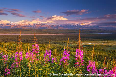 Denali Fireweed Sunset 1 Photo, Picture, Print | Cornforth Images