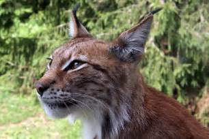 File:Lynx lynx-4.JPG - Wikimedia Commons