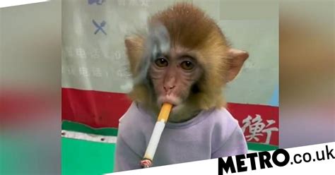 Watch: Chinese zoo release video of monkey smoking cigarette | Metro Video