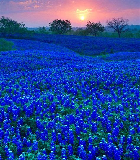 235 best Texas Blue Bonnets images on Pinterest | Texas bluebonnets ...