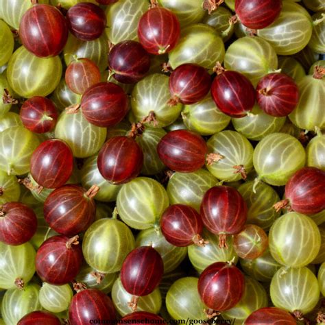 Gooseberry Growing Tips, Uses, and Plant Varieties