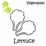 Romaine Lettuce Coloring Page sketch template