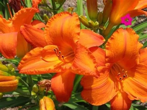 Crini imperiali! Orange, Plants, Inspiration, Joyful, Orange Color ...
