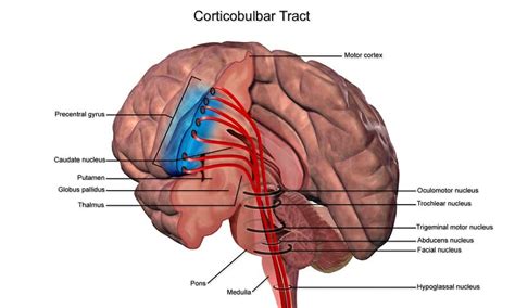 Somatic Nervous System - Definition, Function and Examples