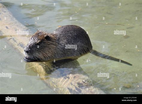 rodent nutria water rat swimming swiming swim swims to do the crawl animal Stock Photo - Alamy