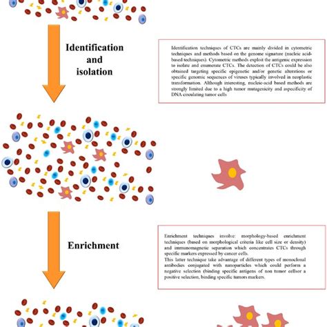 Detection, isolation, and enrichment of circulating tumor cells. | Download Scientific Diagram