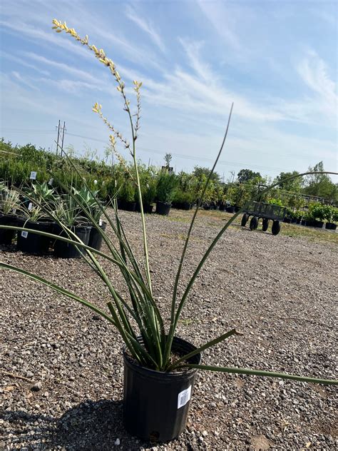 Yucca Yellow – Texas Tree Farms