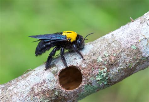 All About Black Bees - Minneopa Orchards