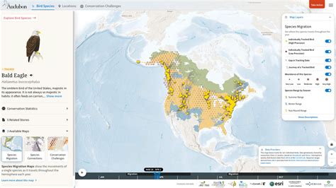 Audubon Bird Migration Explorer Drives Conservation Initiatives