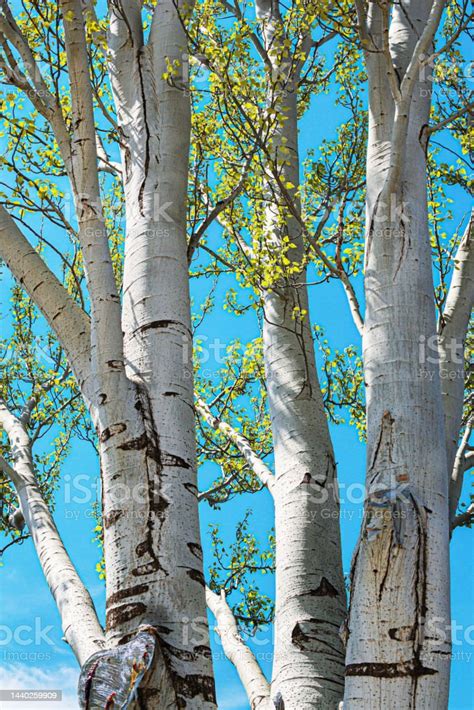 White Poplar Tree Bark Latin Name Populus Alba Stock Photo - Download ...