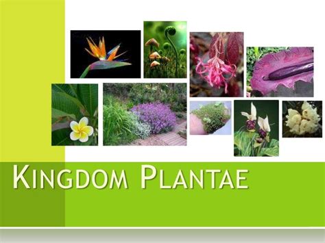 Kingdom Plantae