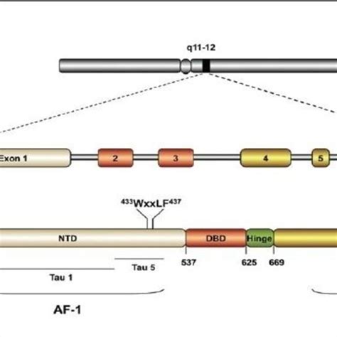 Diagram of the domains of the androgen receptor and of the gene that... | Download Scientific ...