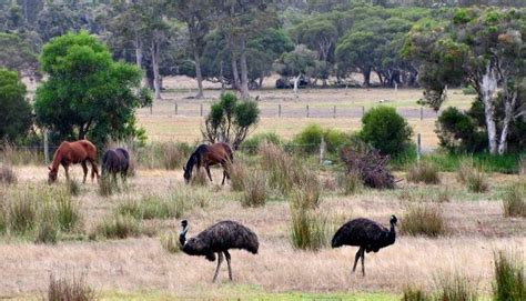 The Next Red Meat: Why the Texas Emu Farming Boom Failed