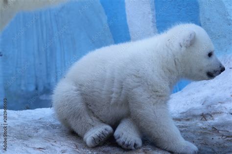 Polar bear family on white snow background. Stock Photo | Adobe Stock