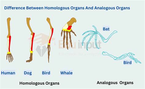 Difference Between Homologous Organs And Analogous Organs