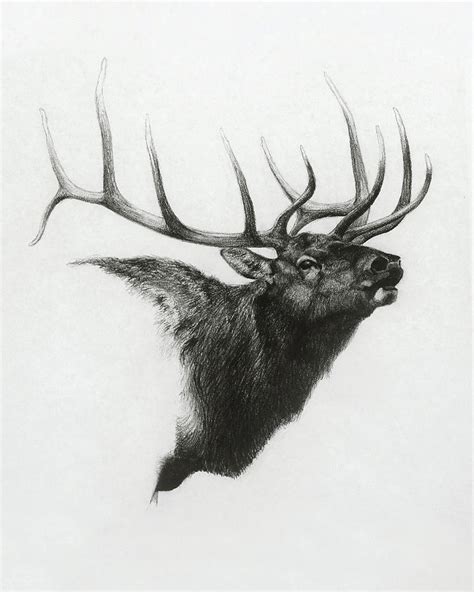 Elk Drawing