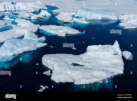 Ross Seal (Ommatophoca rossii) on iceberg, Larsen B Ice Shelf, Weddell Sea, Antarctica Stock ...