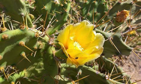 Cactus Flowers World - Free photo on Pixabay - Pixabay