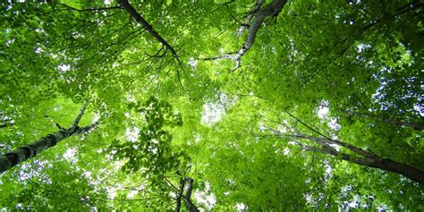 Fostering a Healthy Tree Canopy: Keeping Your Yard Green