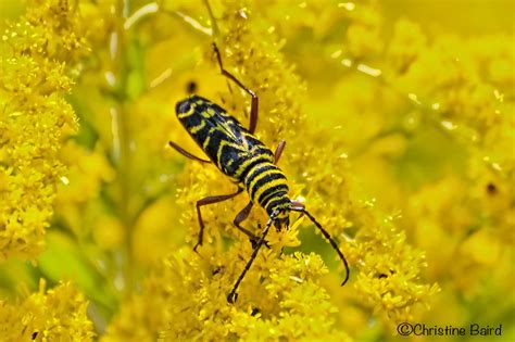 Locust Borer | Christine Baird | Flickr