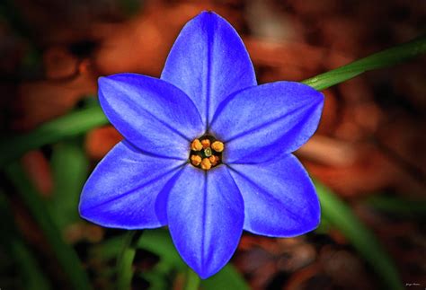 Symmetry Of Nature - Blue Flower 003 Photograph by George Bostian